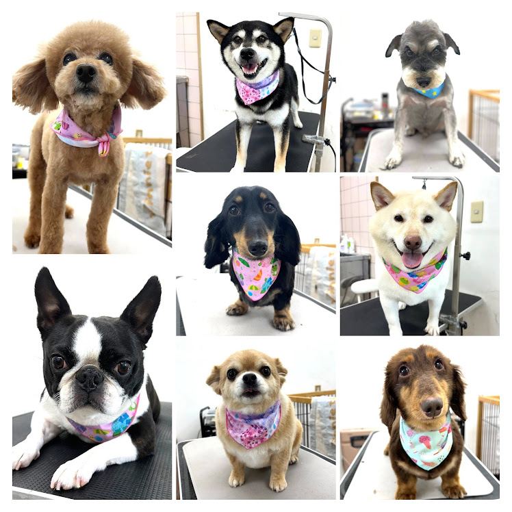 6月15日にトリミングに来てくれたワンちゃんたち