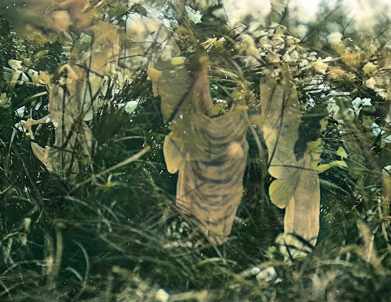 Fadas e seu banho de sol, a quinta e última fotografia das Fadas de Cottingley