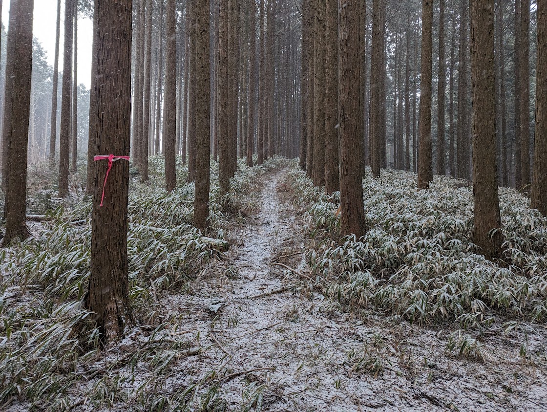 あっという間に雪が積もっていきます。