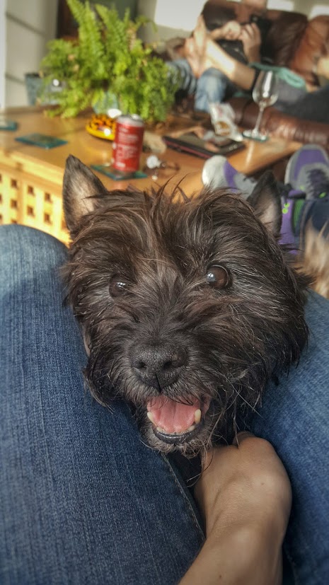 A brindle cairn terrier 