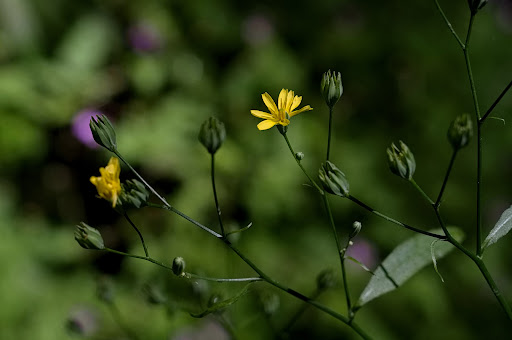 Lapsana communis