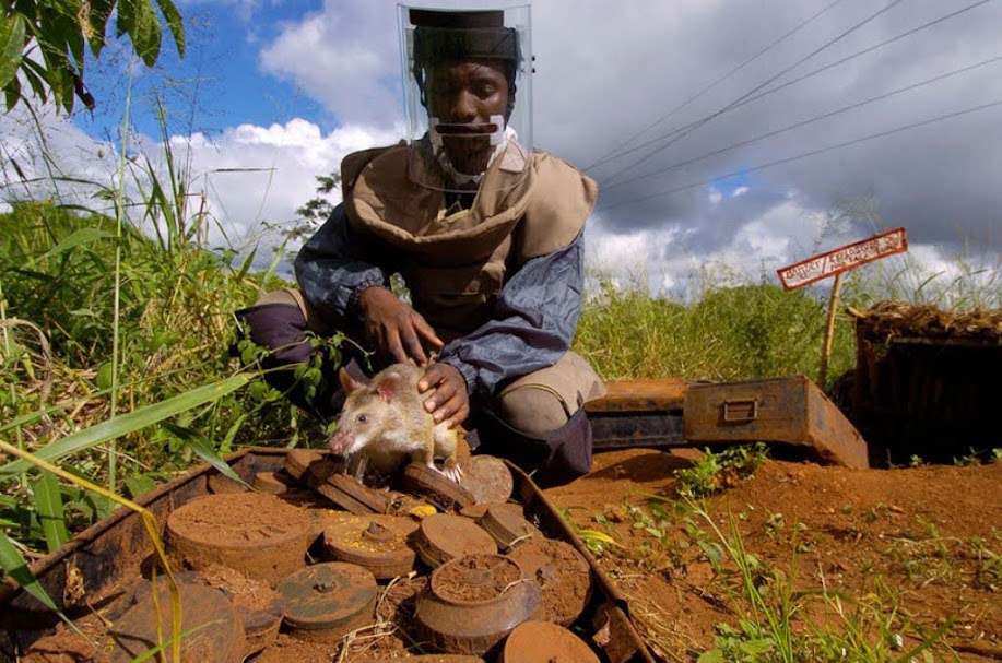 Herorats