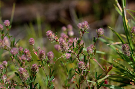 Trifolium arvense