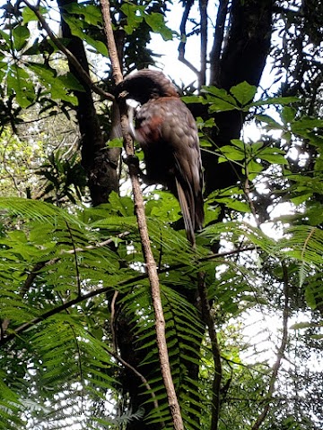 Sanctuary Mountain Maungatautari Southern Enclosure Kaka