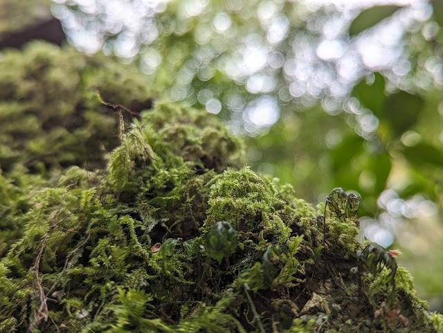 日本一雨の多いという事で、至る所苔があります。