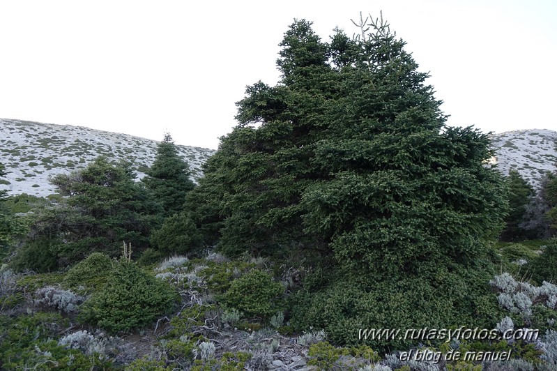 Puerto Corona-Oreganeros-Torrecilla-Atalayas