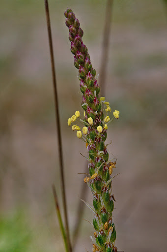 Plantago maritima