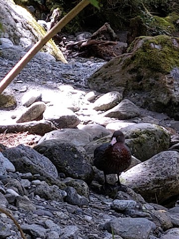 Milford Track Whio Blue Duck