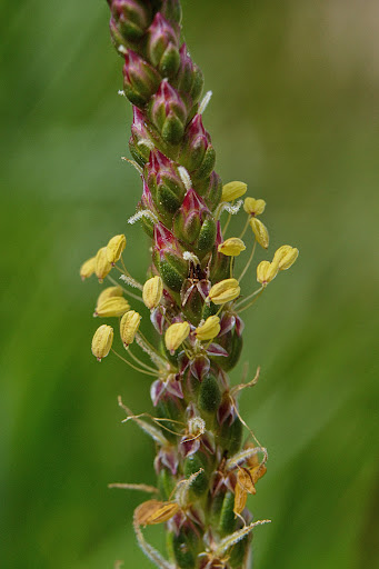 Plantago maritima