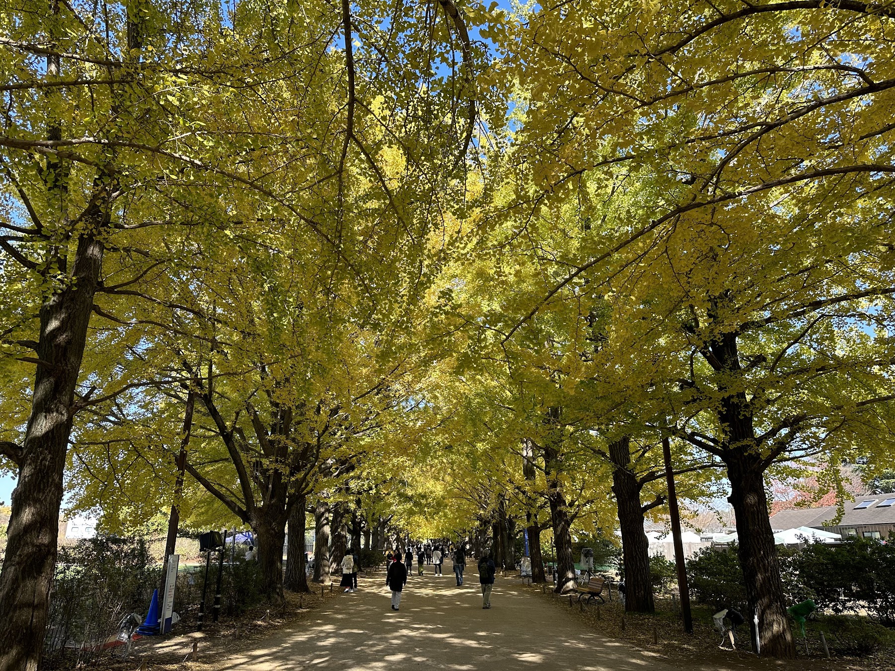 【四處遊盪】2023東京、箱根秋之旅 DAY 5-1~國營昭