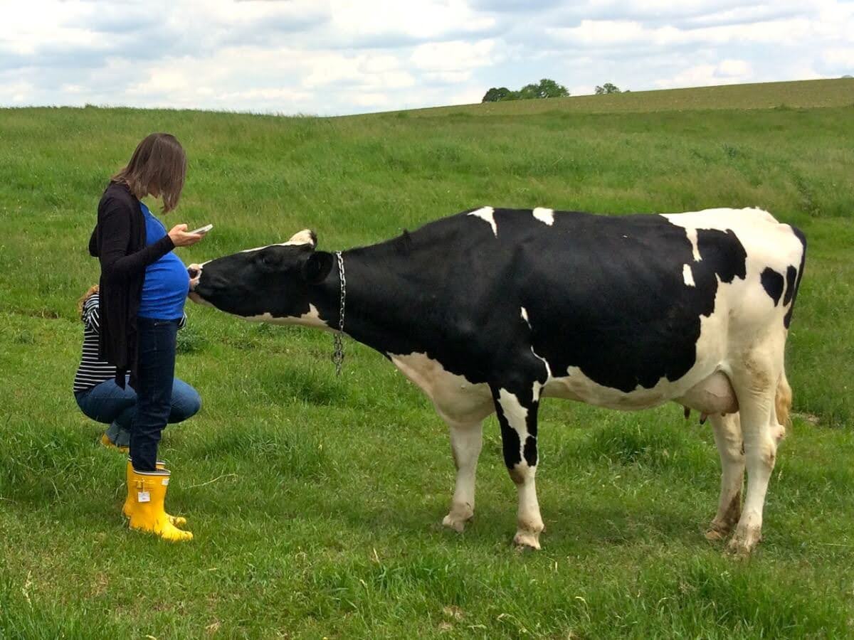 What Unexpected Lessons Did Raising Holstein Calves Teach Me About Overcoming Divorce?