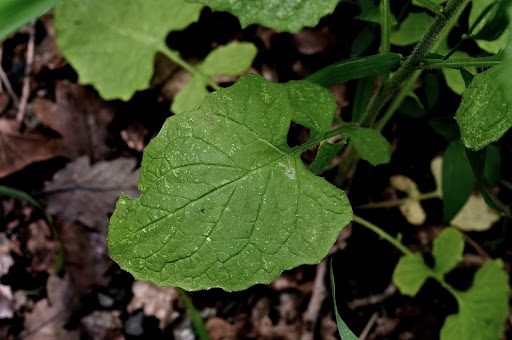 Lapsana communis