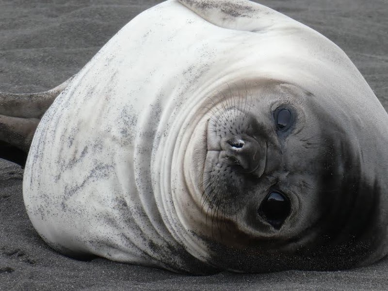 Antarctic Peninsula 2024 (Walker Bay)