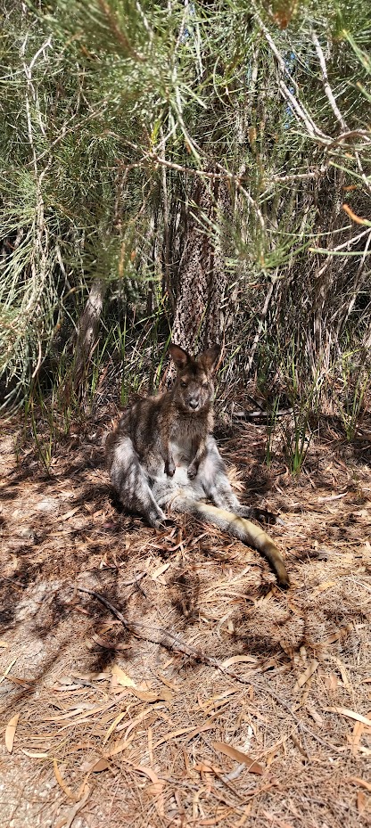 Юго-Восток Австралии, самолёт+авто: Great Ocean Road, Kangaroo island, Tasmania, Blue mountains. 2025