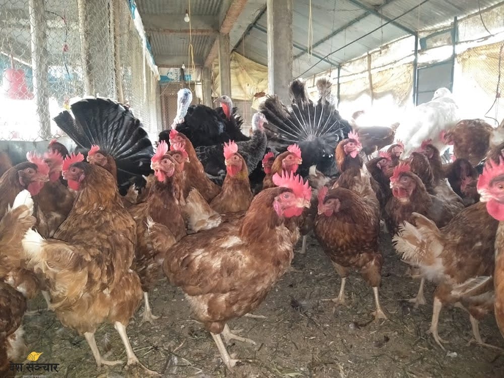 कुखुराको मासु खाँदा एक जनाको मृत्यु, तीन बिरामी