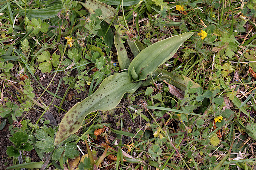 Ophrys apifera