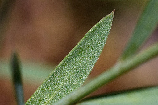 Linum trigynum