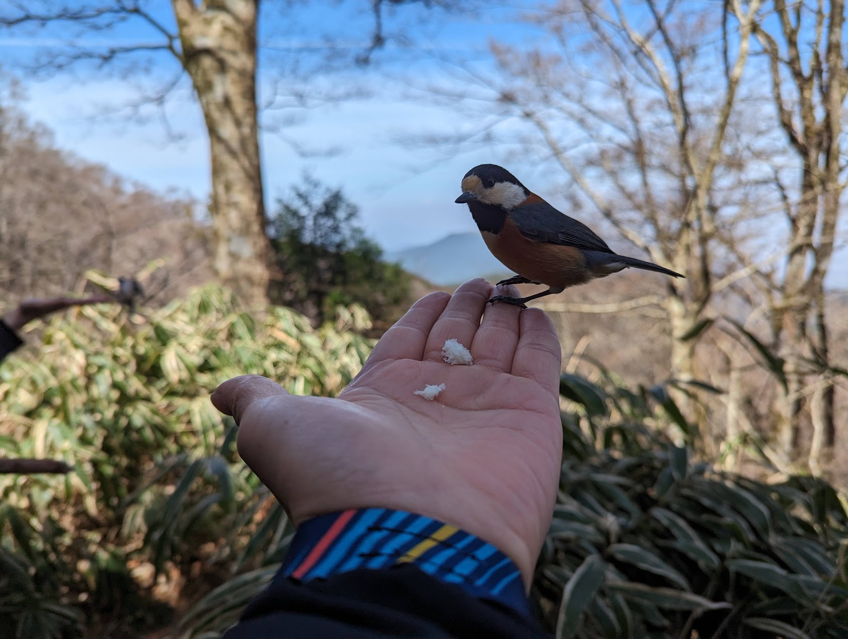 葛城神社を過ぎ、仁王杉を少し脇に入ったところの鳥の餌付け場です。ヤマガラが可愛いです。
パンは食べませんでしたが手には乗ってくれました♪