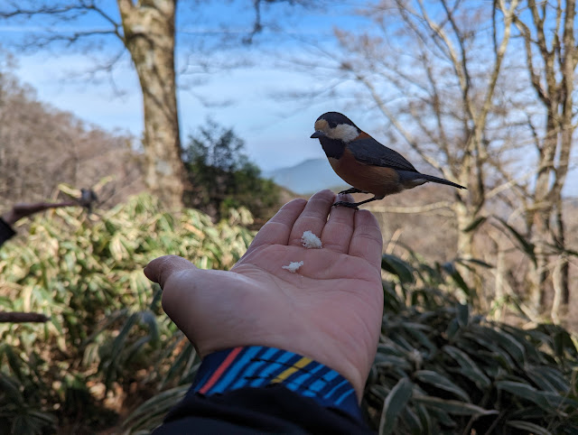 葛城神社を過ぎ、仁王杉を少し脇に入ったところの鳥の餌付け場です。ヤマガラが可愛いです。 パンは食べませんでしたが手には乗ってくれました♪