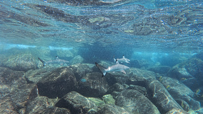 Last snorkel stop at Shark Bay