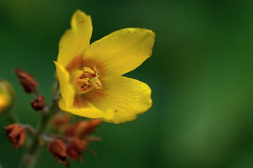 Lysimachia vulgaris