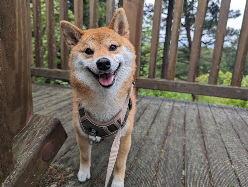 ご褒美のおやつ待ちです。
今日のお散歩はこれまで。