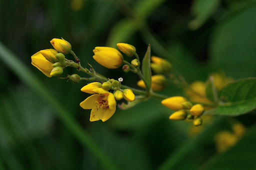 Lysimachia vulgaris