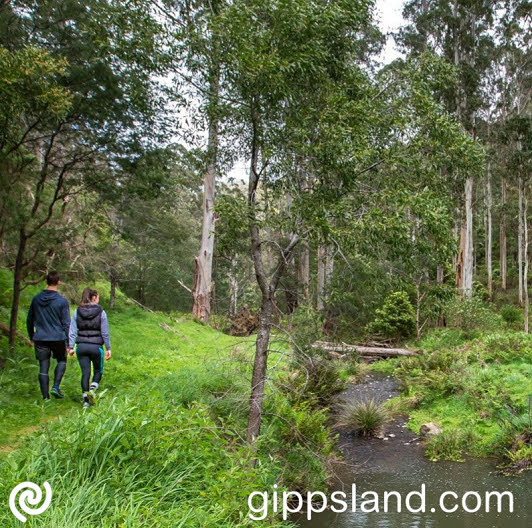 At Junction Road Car Park, picnic tables await. Follow Billys Creek Track for a 1.5km stroll through revegetated bushland to Billys Creek Weir