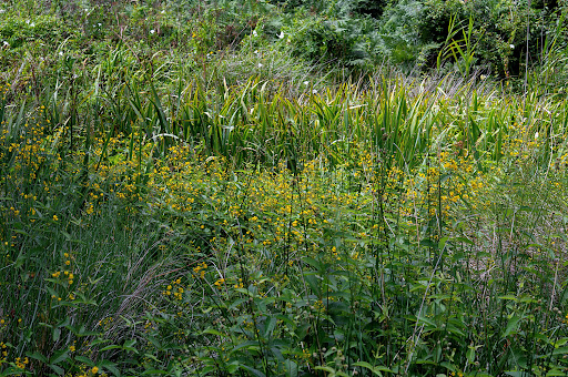 Lysimachia vulgaris