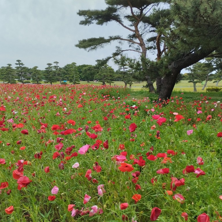 Два разных парка за одинаковую цену -Showa Memorial Park  и Hitachi Seaside Park
