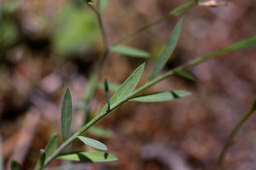 Linum trigynum