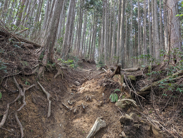 なかなか荒れていますが、広い道なので歩きやすいですね。