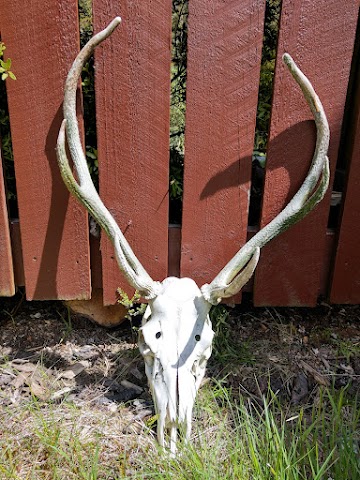 Carrington Hut deer skull