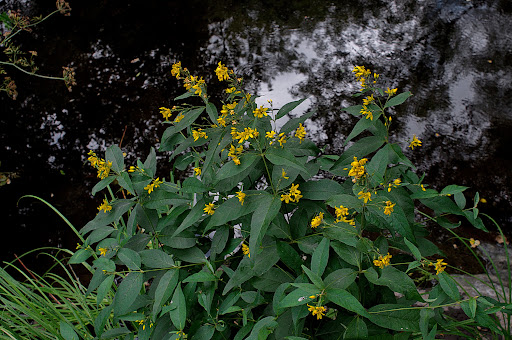 Lysimachia vulgaris