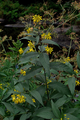 Lysimachia vulgaris