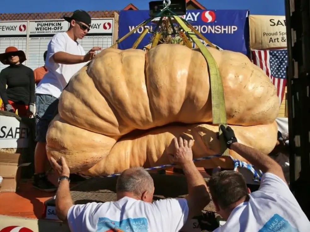 Uma abóbora de 900 kg para ser pesada durante a 40ª Annual Safeway World Championship Pumpkin Weigh-Off, em outubro de 2013, em Half Moon Bay, California.