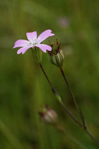 Silene laeta