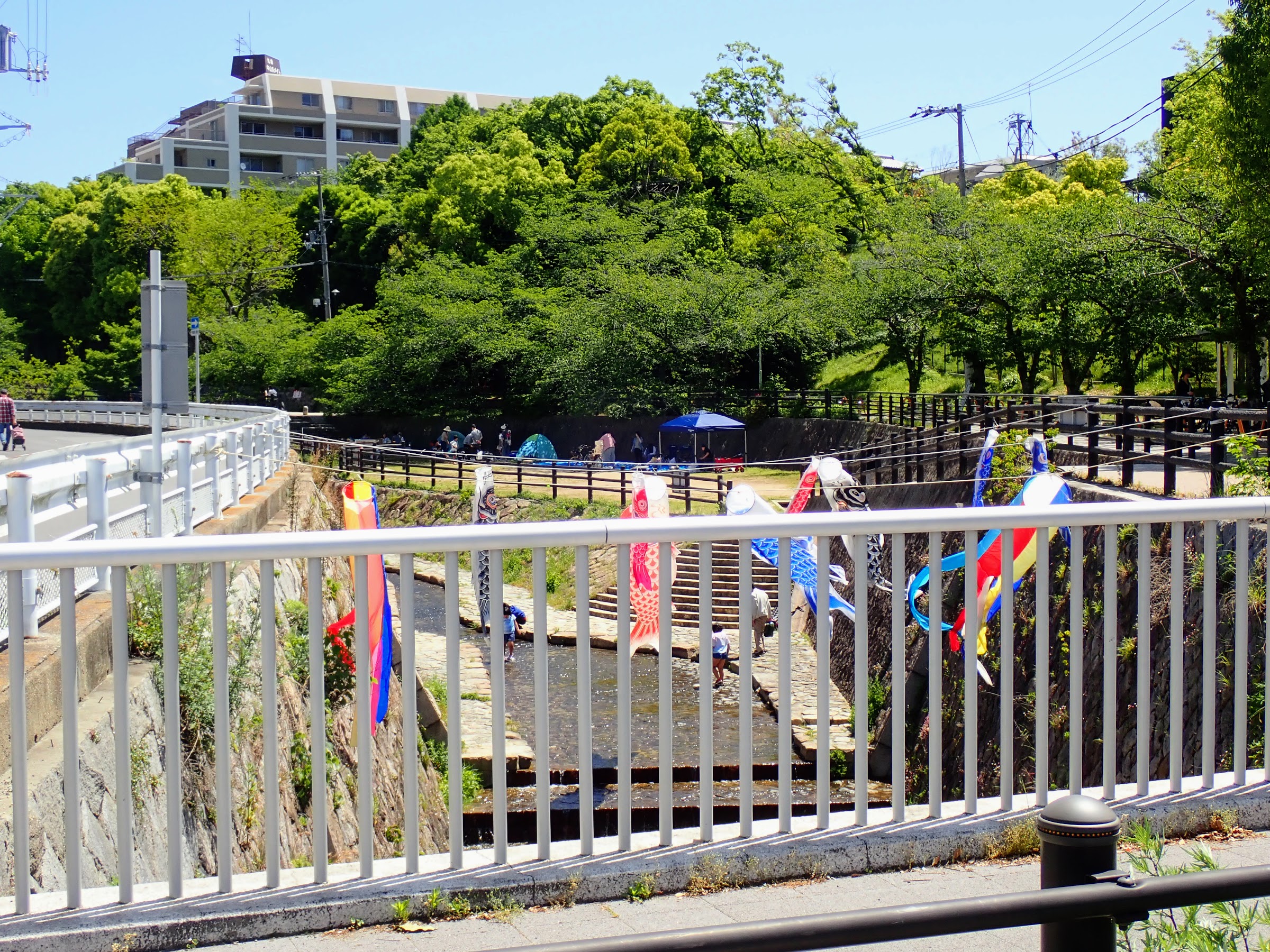 宇治川の鯉のぼり🎏