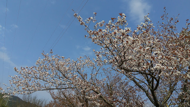 桜見に行ったけど…