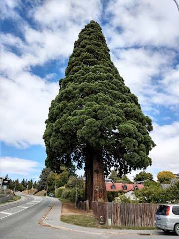 Wanaka big tree McDougall Street