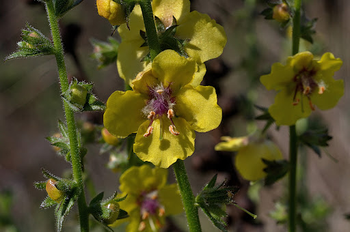 Verbascum virgatum