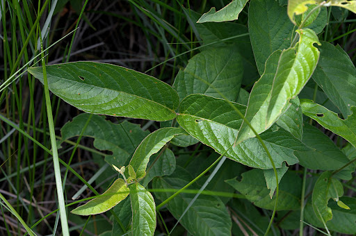 Lysimachia vulgaris