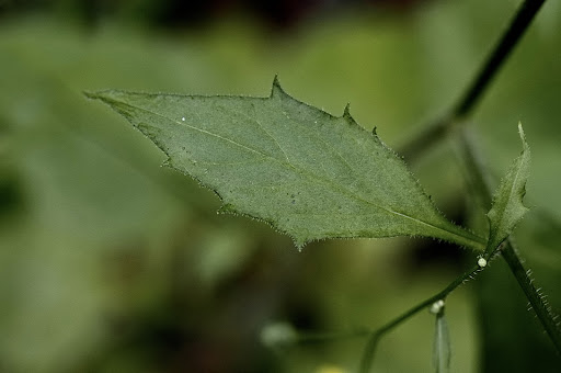 Lapsana communis