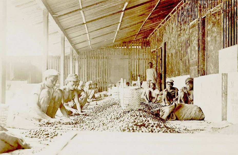 Processamento de noz-moscada nas Ilhas Banda, por volta de 1899-1900. 