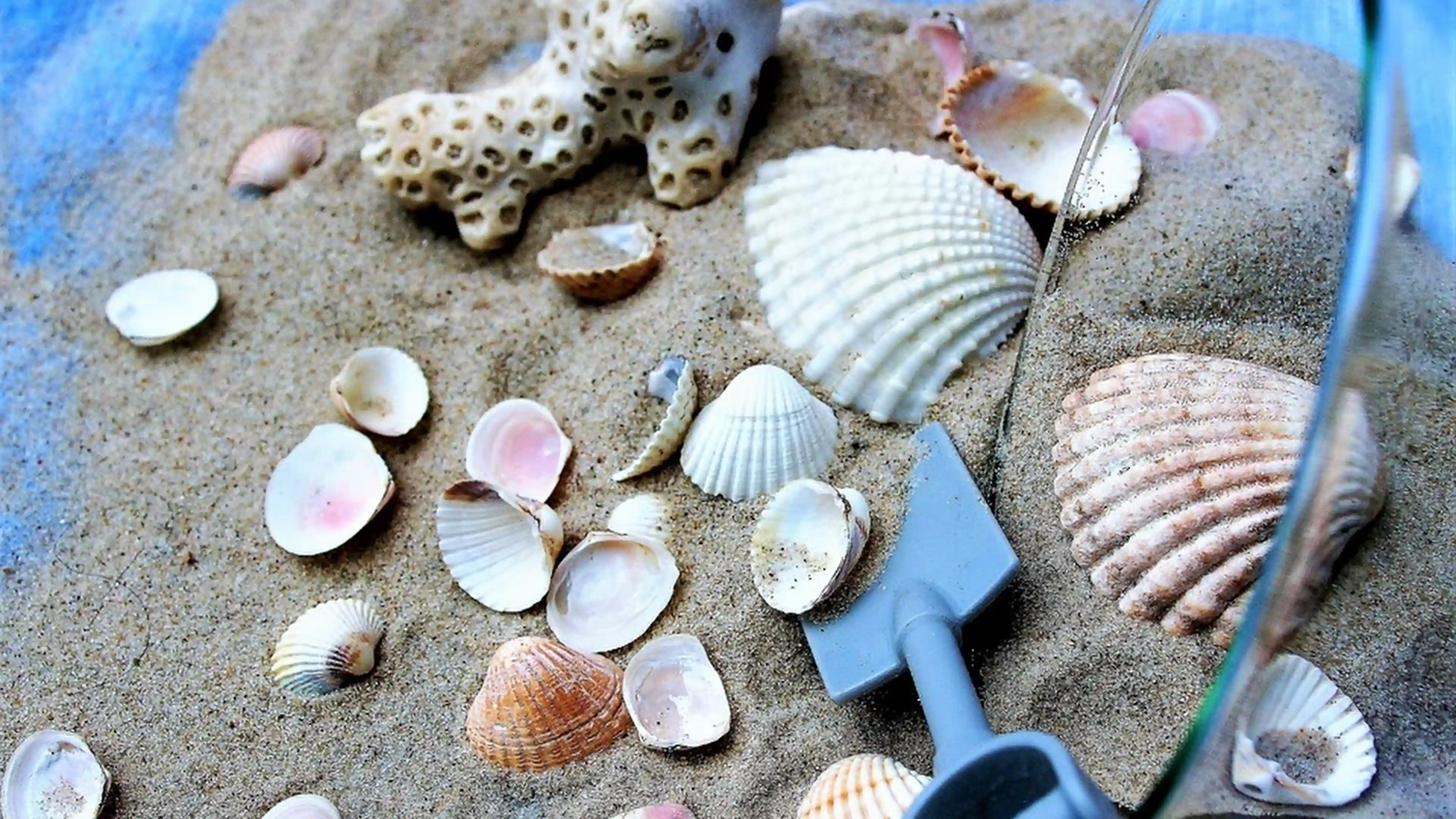 DIY Scented Seashell Candles