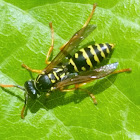 European Paper Wasp