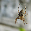 European garden spider