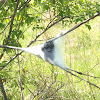 Eastern Tent Caterpillar