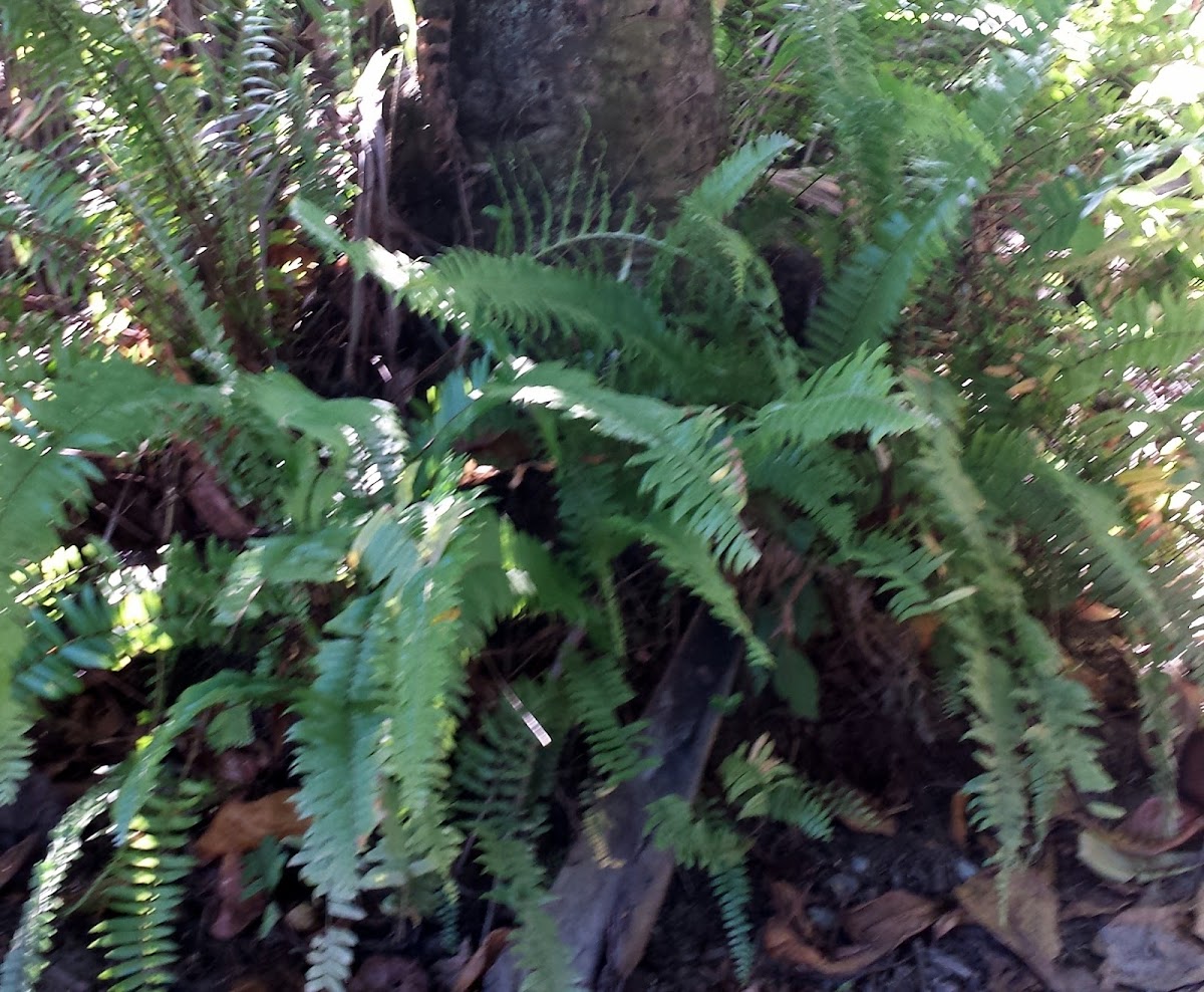 Fern