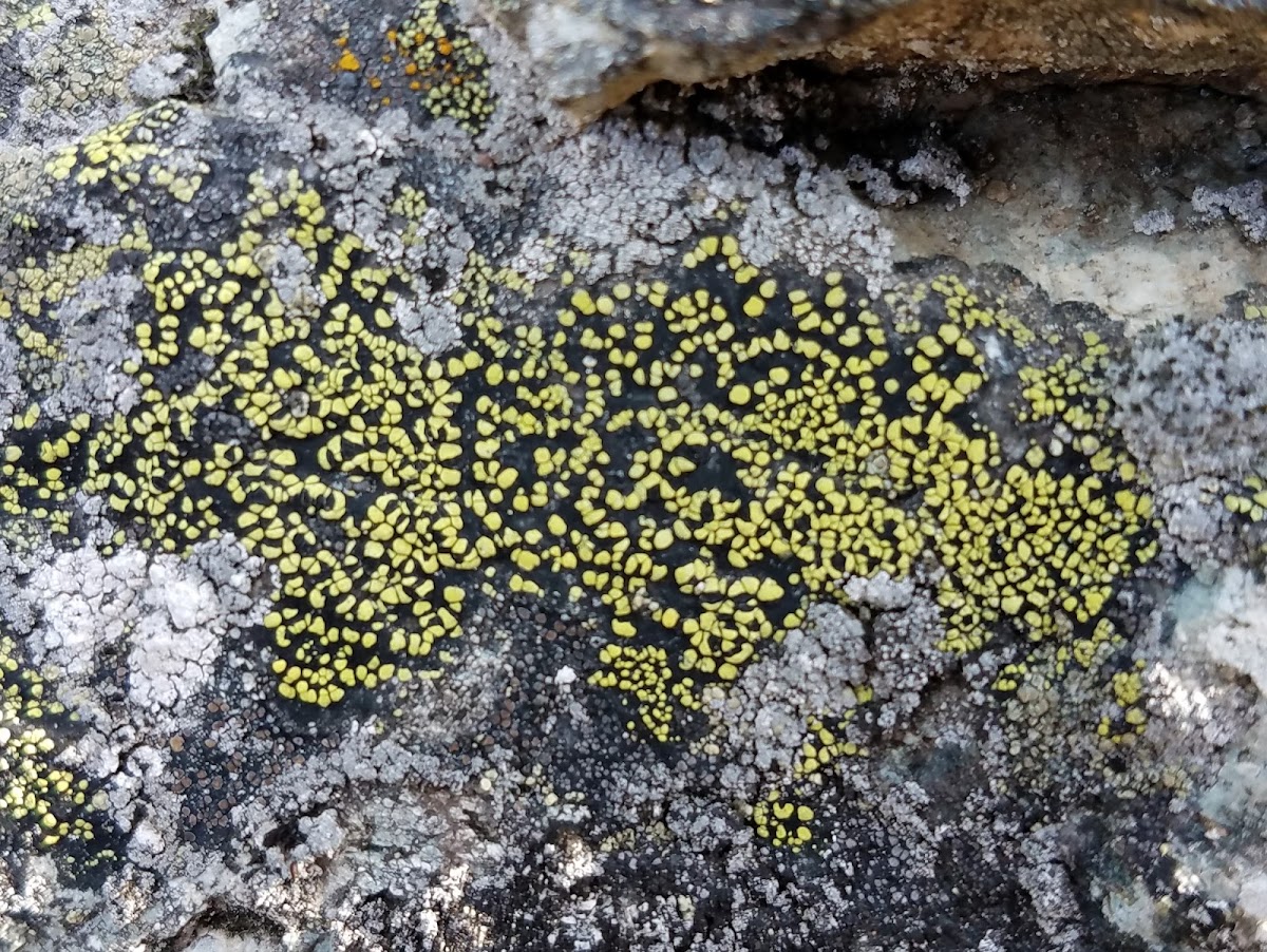 Map lichen